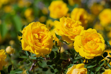Yellow rosehip Bush in bloom on a sunny day