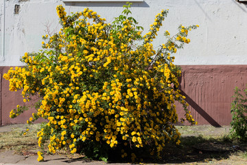 Fototapeta na wymiar yellow wild rose bush in bloom