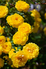 Yellow dogrose Bush in bloom on a sunny day