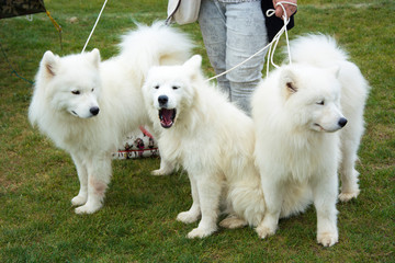 Grupka pięknych białych psów