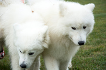 Grupka pięknych białych psów © Heroc