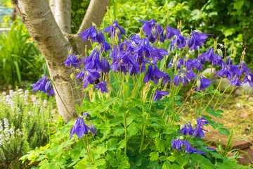 A purple Aquilegia flower in north east Italy in spring, also known as Columbine