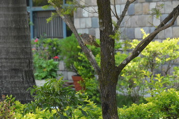 window with green ivy and the bird on the tree