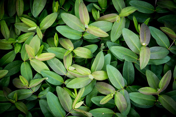 green leaves background