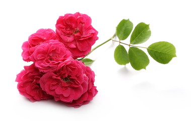 Red rose with twig and leaves isolated on white background