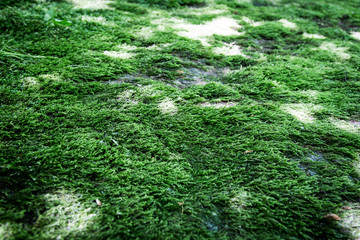 green moss in a riverbed