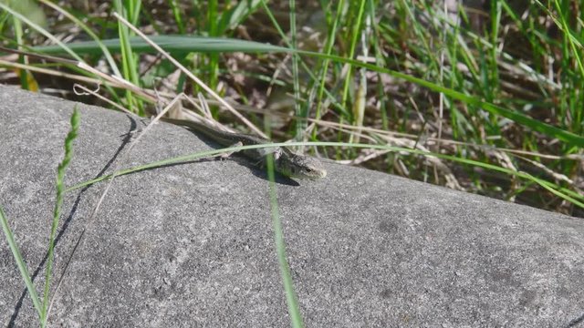 Eine Zauneidechse sonnt sich 