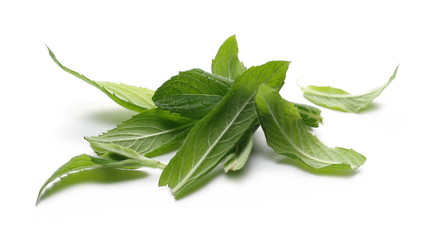 Fresh mint, peppermint plant isolated on white 