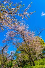Ueno Park Tokyo