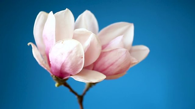 spring beautiful blooming magnolia on a blue