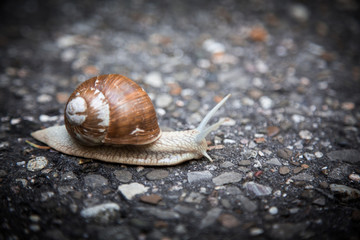 snail on a street