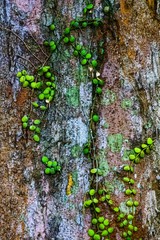 Background and  pattern of trunk and tiny plant.