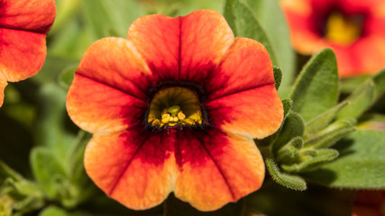 Blüte einer Petunie