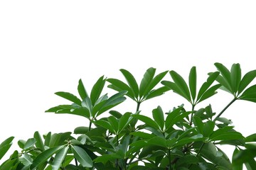 Tropical tree leaves with branches growing in botanical garden on white isolated background for green foliage backdrop 