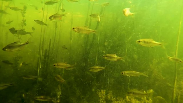 Great crested grebe hunts for fish dod water on the river