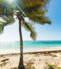 White sand and palm tree in Raisins Clairs