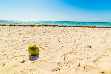 Coconut and white sand in Raisins Clairs beach