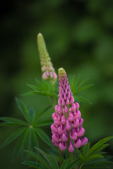 The rescue and conservation of rare plants. IUCN Red List. A rare perennial herb from the IUCN Red Book - pink lupine on a blurred green background. Soft focus