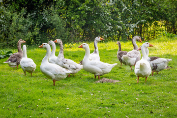 A gaggle of geese standing in a green field