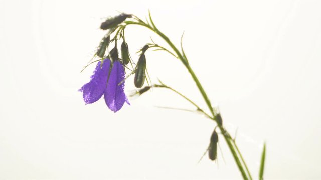 Closeup of bluebell flower blooming on white background in sunny morning nature