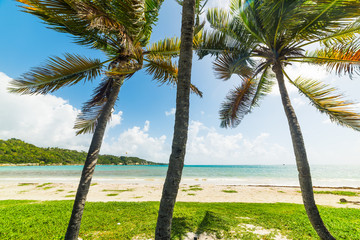 Fototapeta premium Pointe de la Saline beach in Guadeloupe under a shining sun