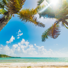 Pointe de la Saline beach in Guadeloupe