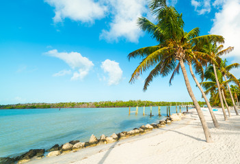 Fototapeta na wymiar Palm trees, white sand and turquoise water in Florida Keys