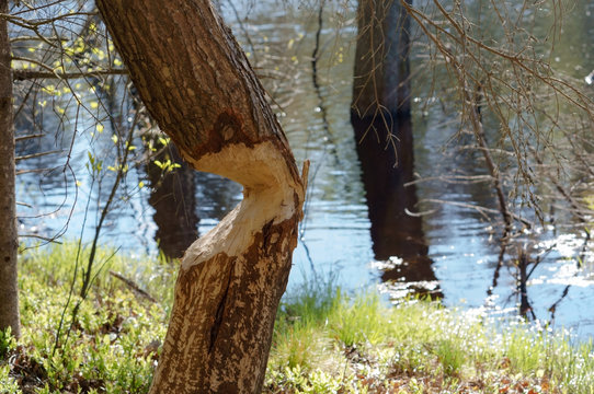 Beavers nibbled the trunk of a tree. Beaver teeth marks on trees.
