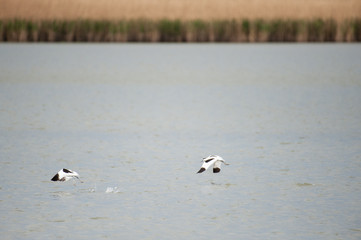 Two pied avocet - Recurvirostra avosetta- taking off from a lake in the Dutch Nature reserve Oostvaardersplassen