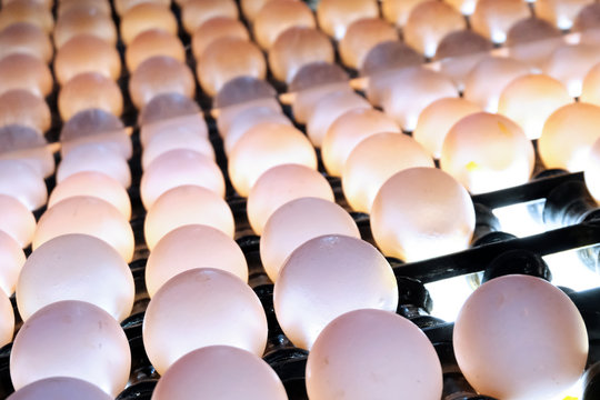 Close-up of eggs on a conveyor belt in a special back-lit bunker to check for micro cracks in the shell. Poultry farm. Industrial egg production line.