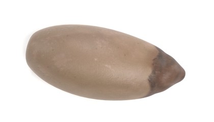 Realistic 3D Render of Pine Nut