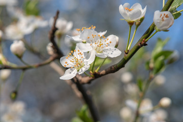 White flowers of cherry tree