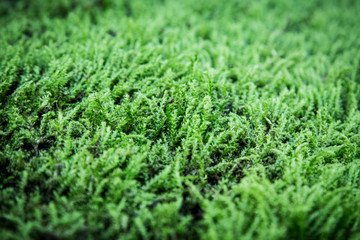 moss in a riverbed green 