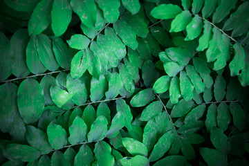 green leaves background