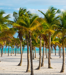 White sand and palm trees in Key Biscayne