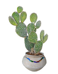 cactus isolated on white background