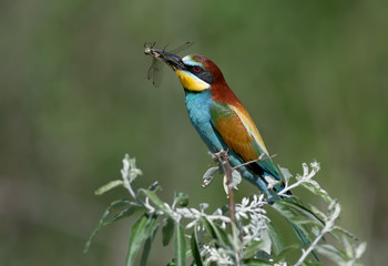 European bee-eater sits on a branch and holds a large dragonfly in its beak. Bright full-color photo shot close-up on a beautiful blurred background.