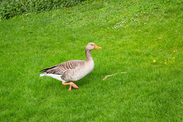 goose on green grass