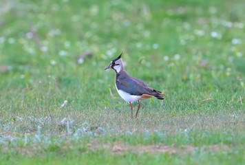 A northern lapwing (Vanellus vanellus) close-up sits on the grass and looks at the photographer.
