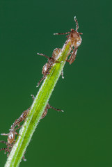 Zeckenlarven klettern nach Schlupf auf Grashalm, Entwicklungsstadium Phase 1, Ixodida Larven auf Pflanzenstängel, Larven des Gemeinen Holzbock auf Pflanze einem Wirt auflauernd, Zecken Larven auf Gras