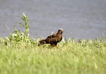 A female western marsh harrier (Circus aeruginosus) sits on the green grass by the lake. Close-up and detailed photo