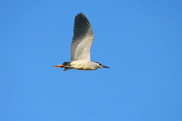black-crowned night heron (Nycticorax nycticorax) photographed in flight against a blue sky