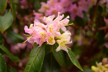 Obraz premium flower in garden pink and green 