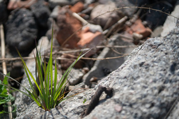 grass bush growing on stones, concrete ruins.