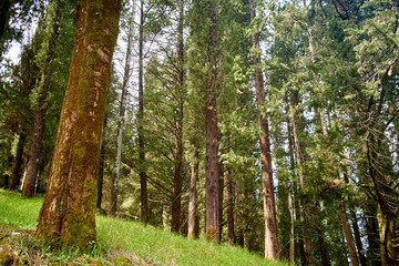 tall trees in the forest