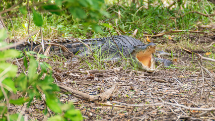 Crocodile with its mouth wide open in the vegetation of the Yellow Water billabong, Kakadu Park, Australia