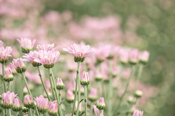 Chrysanthemums,  mums or chrysanths Garden .
