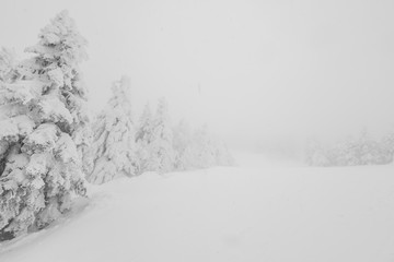 Tree covered with snow  on winter storm day in  forest mountains .