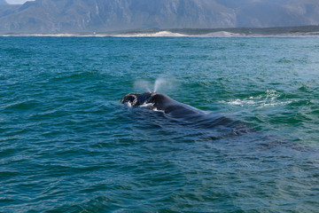 Southern Right Whale surfacing to take a breath in the Indian Ocean near Hermanus, South Africa © nielsvos