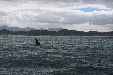 Fin of a Southern Right Whale in the bay of Hermanus in the Indian Ocean, South Africa